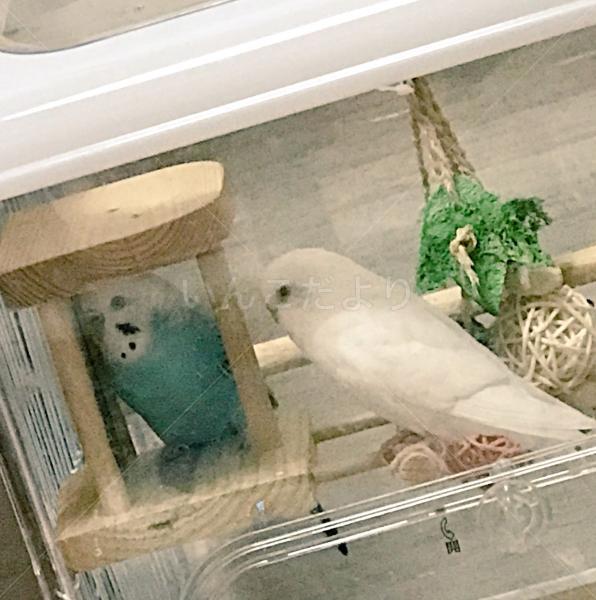迷い鳥の写真