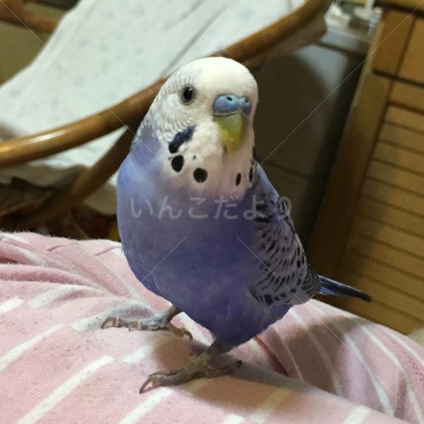 迷い鳥の写真