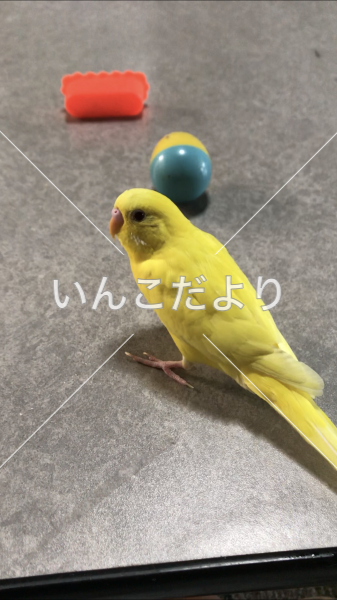 迷い鳥の写真