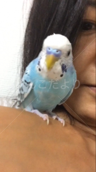 迷い鳥の写真