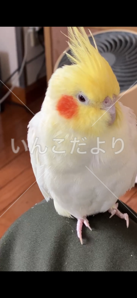 迷い鳥の写真