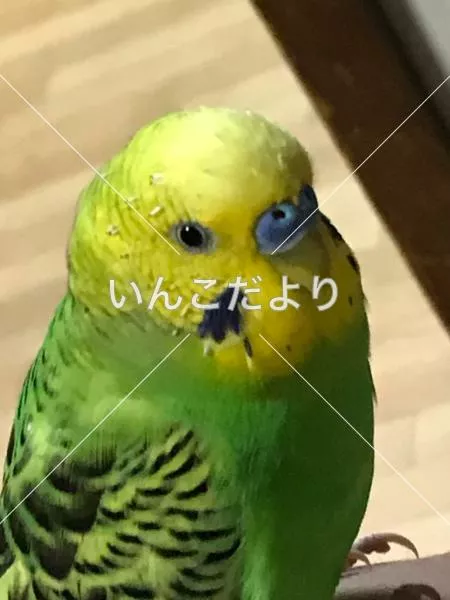 迷い鳥の写真