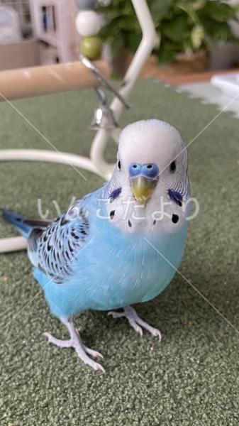 迷い鳥の写真