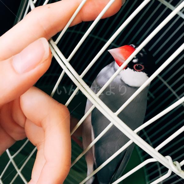 保護鳥の写真