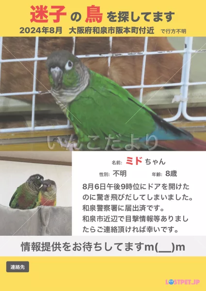 迷い鳥の写真