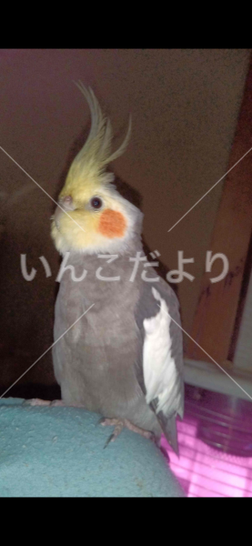迷い鳥の写真