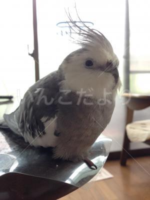 迷い鳥の写真