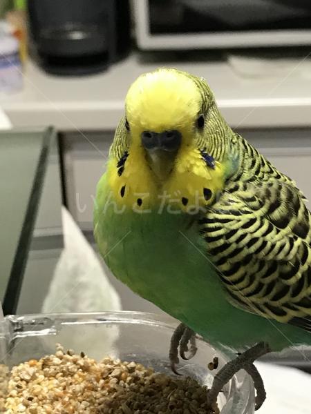 保護鳥の写真