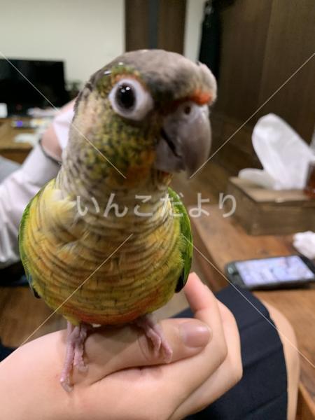 保護鳥の写真