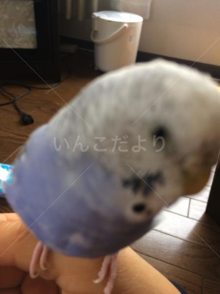 迷い鳥の写真