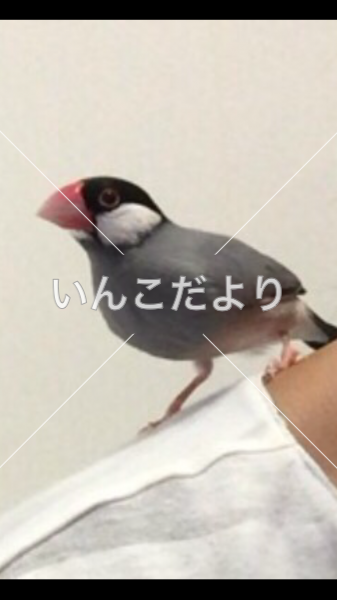 迷い鳥の写真