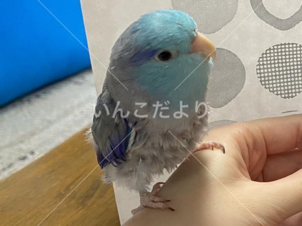 迷い鳥の写真