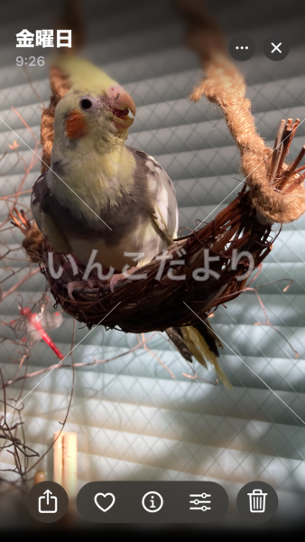 迷い鳥の写真