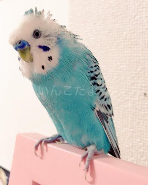迷い鳥の写真