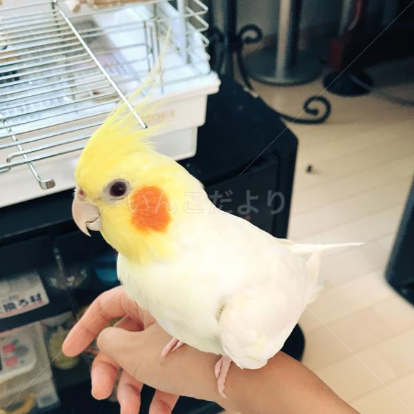 迷い鳥の写真