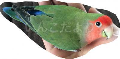 迷い鳥の写真