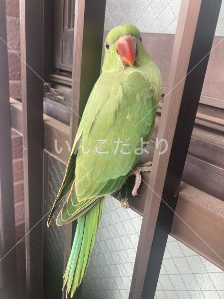 保護鳥の写真