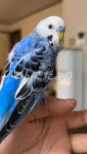 迷い鳥の写真