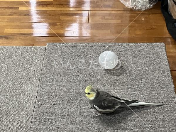 迷い鳥の写真