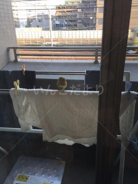 迷い鳥の写真
