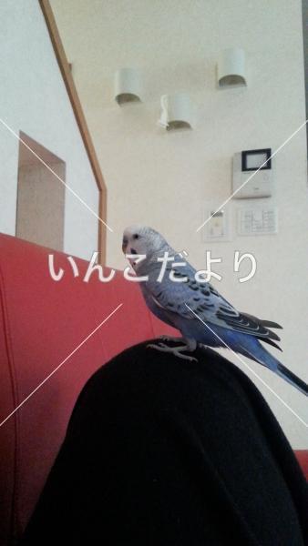 迷い鳥の写真