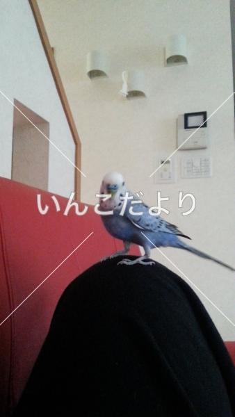 迷い鳥の写真