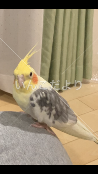 迷い鳥の写真