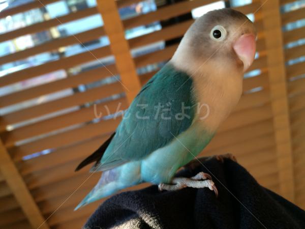 迷い鳥の写真