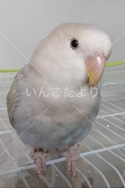 迷い鳥の写真