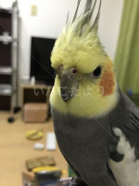 迷い鳥の写真