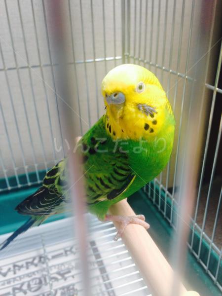 保護鳥の写真