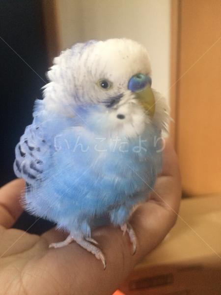 保護鳥の写真
