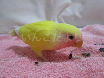 迷い鳥の写真