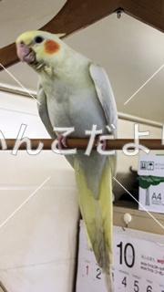 迷い鳥の写真