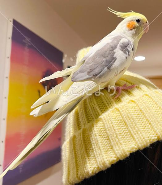 迷い鳥の写真