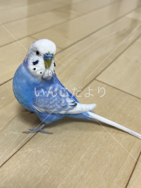 迷い鳥の写真