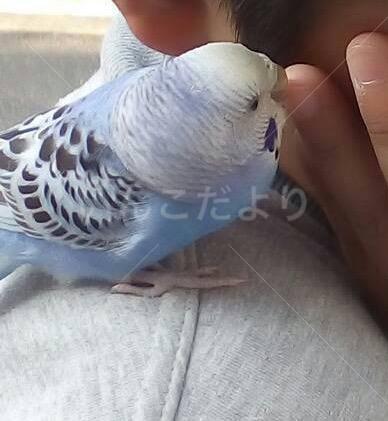 保護鳥の写真