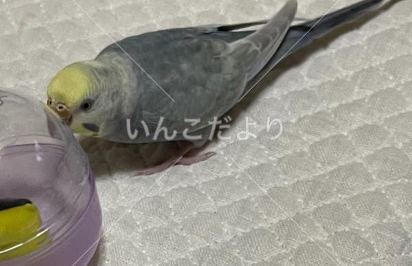 迷い鳥の写真