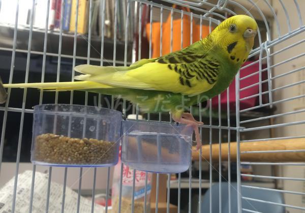保護鳥の写真