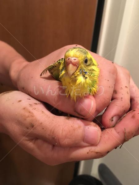 保護鳥の写真