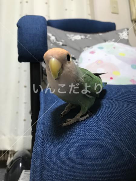 迷い鳥の写真