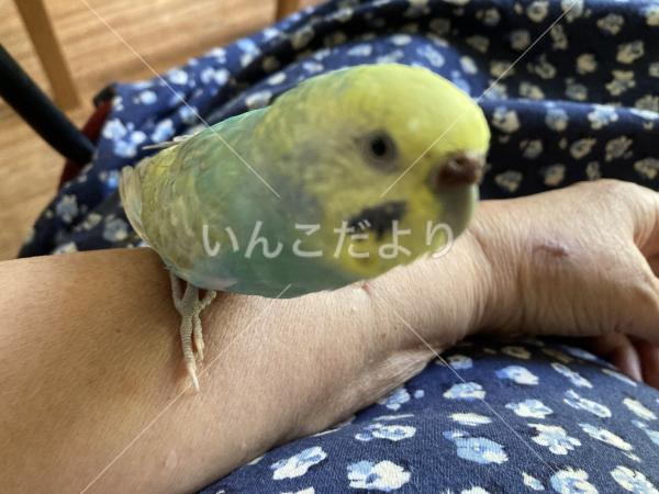迷い鳥の写真