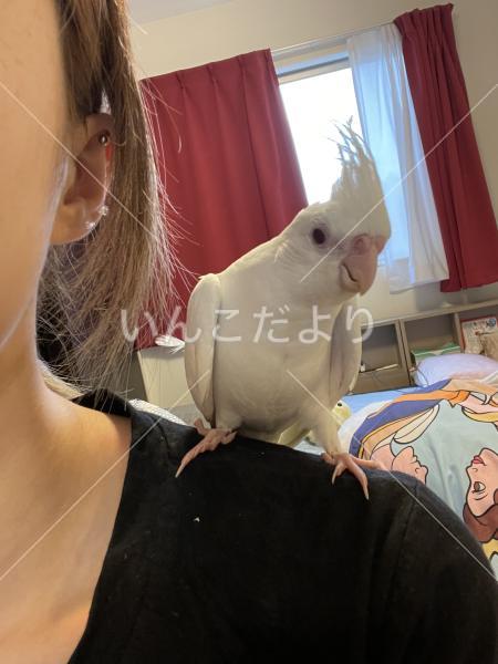 迷い鳥の写真