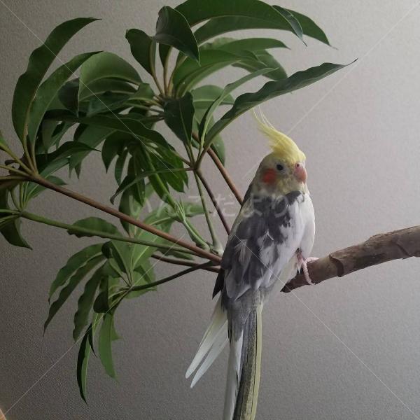 迷い鳥の写真