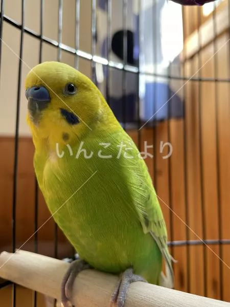 保護鳥の写真