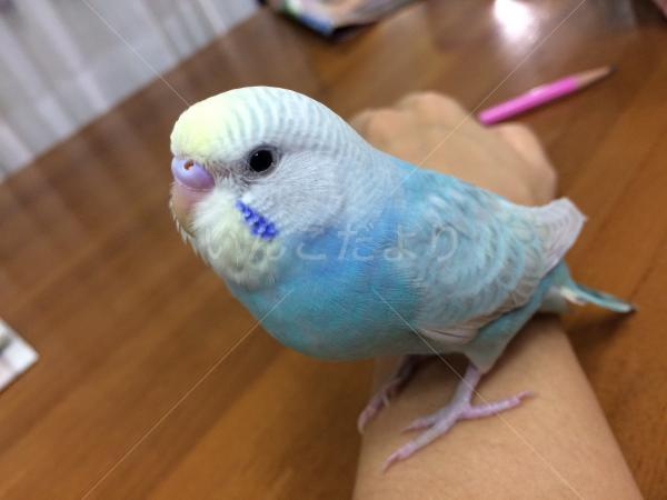 迷い鳥の写真