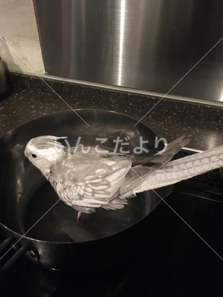 迷い鳥の写真