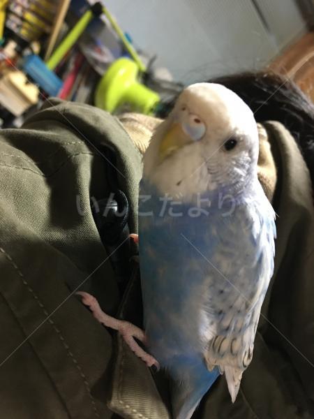 迷い鳥の写真