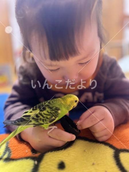 迷い鳥の写真