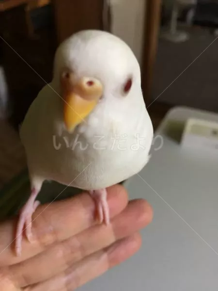 保護鳥の写真
